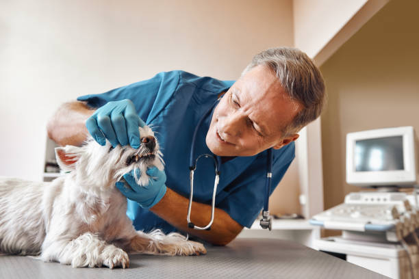 Best Emergency X-Rays and Diagnostics in Dimondale, MI